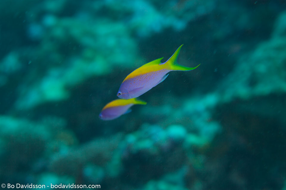 BD-130711-Maldives-0175-Pseudanthias-evansi-(Smith.-1954)-[Yellowback-anthias].jpg